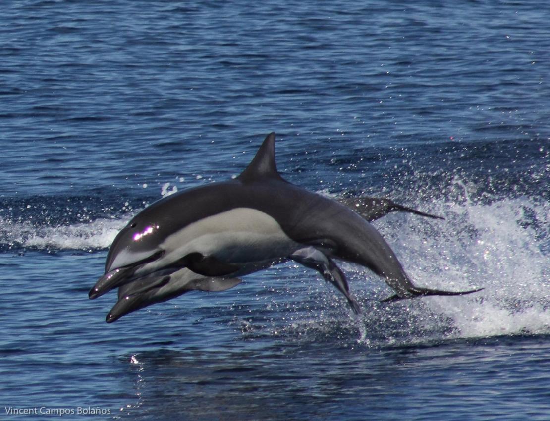 شقة Tapirus Playa Drakes Bay المظهر الخارجي الصورة
